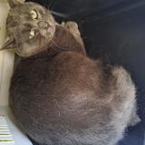 Picture of cat found at Genebrieres