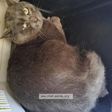 Photo 1/1 Found cat Found in Genebrieres