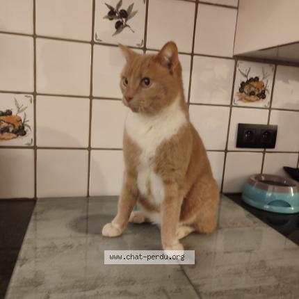 Foto van vermiste kat in Malonne