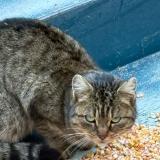 Picture of cat found at Souesmes