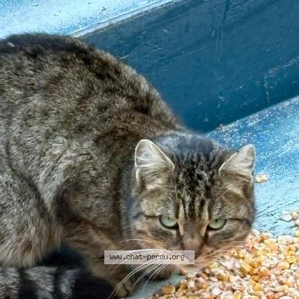 Photo 1/1 Found cat Found in Souesmes