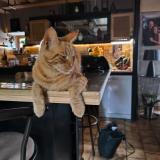 Picture of cat lost at Landudec