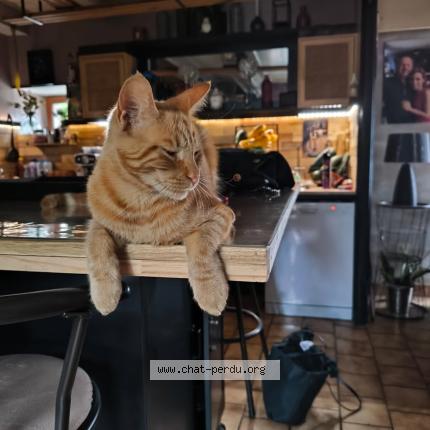 Photo 1/1 Pilou Chat lost in Landudec