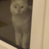 Picture of cat found at Saint Georges Montcocq