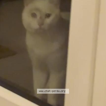 Photo 1/1 Found cat Found in Saint georges montcocq