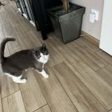 Picture of cat lost at Aurillac Auvergne Rhone Alpes