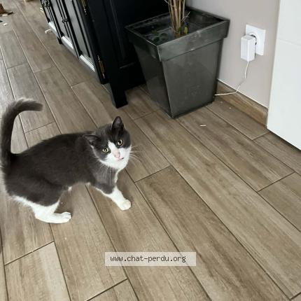 Photo 1/1 Moustique Chat lost in Aurillac auvergne rhone alpes