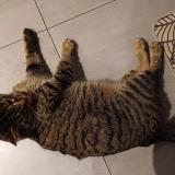 Picture of cat found at Chenevrey Et Morogne