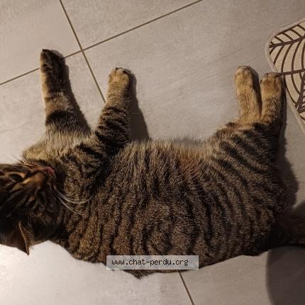 Photo 1/1 Found cat Found in Chenevrey et morogne