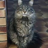 Picture of cat lost at Beaune