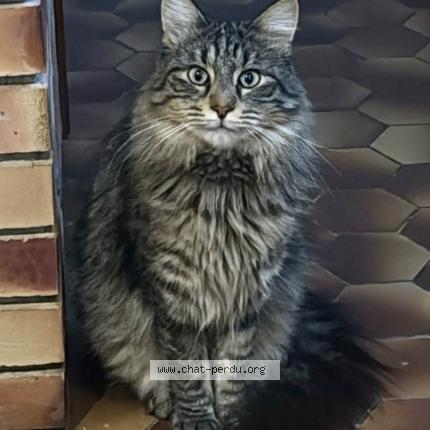 Photo 1/1 Éclipse Chat lost in Beaune