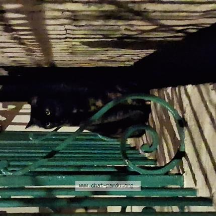 Photo 1/1 Found cat Found in Chateaurenard