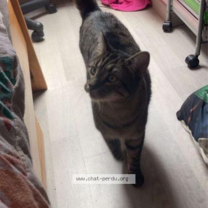 Photo 1/1 Rocky Chat lost in Le thuit simer