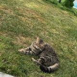 Picture of cat lost at Saint Jammes