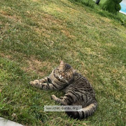 Photo 1/1 Vaïk Chat lost in Saint jammes