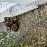 Picture of cat found at Le Blanc Mesnil