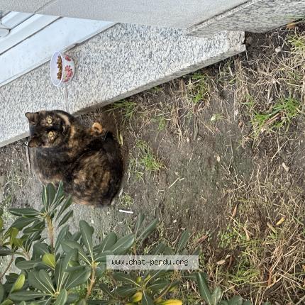 Photo 1/1 Found cat Found in Le blanc mesnil