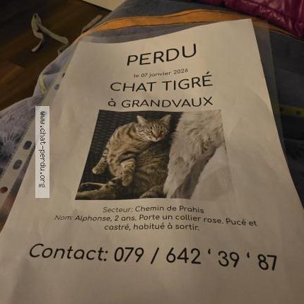 Photo 1/1 Alphonse. Chat lost in Grandvaud