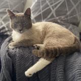 Picture of cat lost at Anveville