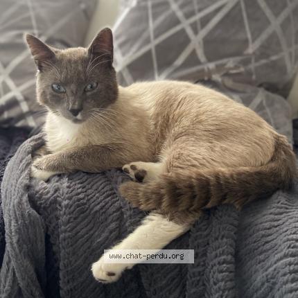 Photo 1/1 Sky Chat lost in Anveville