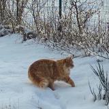 Picture of cat lost at Verrieres En Forez