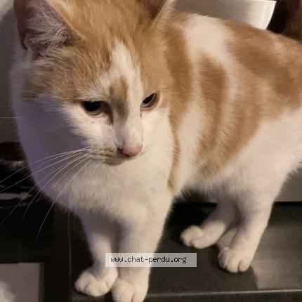 Photo 1/1 Tounsi Chat lost in Pontchateau