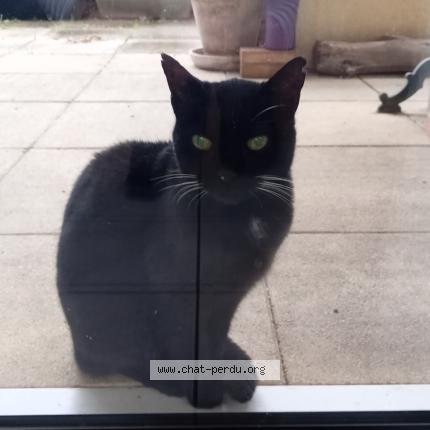 Photo 1/1 Found cat Found in Nimes