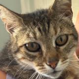 Picture of cat lost at Ville Di Pietrabugno