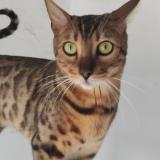 Picture of cat lost at Cabestany