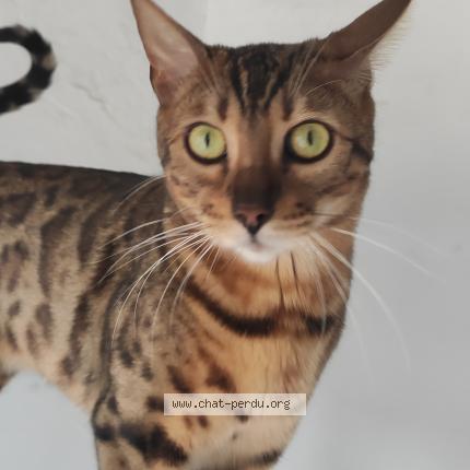 Photo 1/1 Alexandra DE CUYPER Chat lost in Cabestany