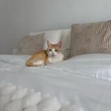 Picture of cat lost at Montesson