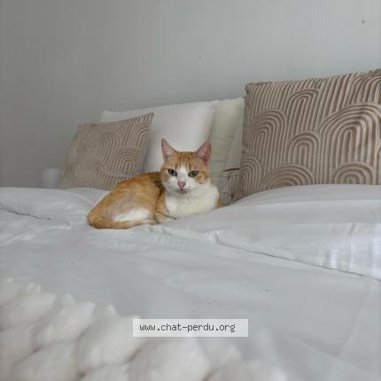 Photo 1/1 Mia Chat lost in Montesson