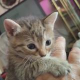 Picture of cat lost at Veguita