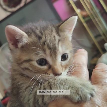 Photo 1/1 Sassy pants sally Chat lost in Veguita