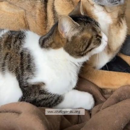 Photo 1/1 Many Chat lost in Uzerche