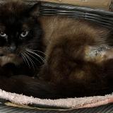 Picture of cat found at Bry Sur Marne