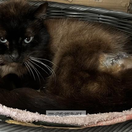 Photo 1/1 Found cat Found in Bry sur marne