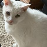 Picture of cat lost at Davenport