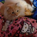 Picture of cat lost at Boise