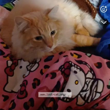 Photo 1/1 Simba Chat lost in Boise