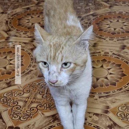 Photo 1/1 AKIRA Cat lost in Chennai
