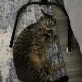 Picture of cat found at Cartersville