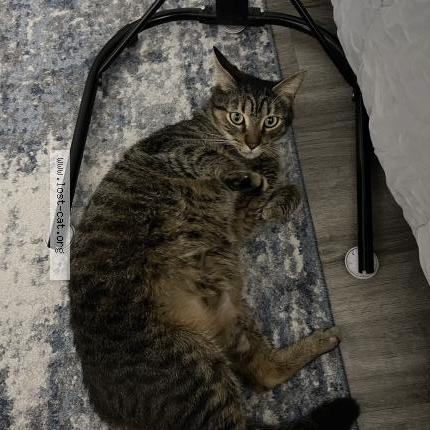 Photo 1/1 Found cat Found in Cartersville