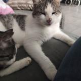 Picture of cat lost at Ardelles