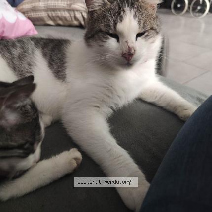 Photo 1/1 Flash Chat lost in Ardelles