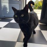 Picture of cat lost at Voreppe