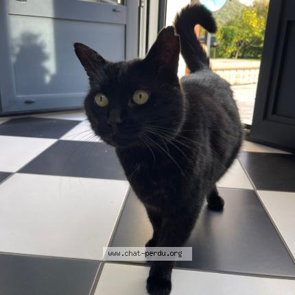 Photo 1/1 Zadig Chat lost in Voreppe