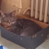 Picture of cat lost at Barberaz