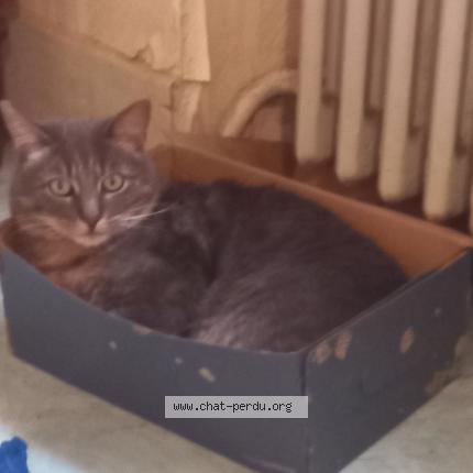 Photo 1/1 Kingston Chat lost in Barberaz