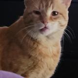 Picture of cat lost at Ermont